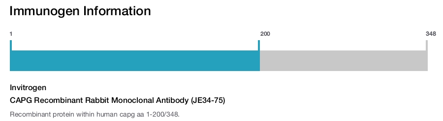 CAPG Recombinant Rabbit Monoclonal Antibody (JE34-75)