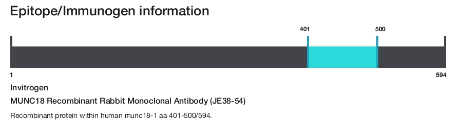 MUNC18 Recombinant Rabbit Monoclonal Antibody (JE38-54)