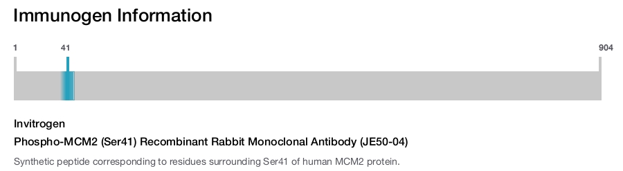 Phospho-MCM2 (Ser41) Recombinant Rabbit Monoclonal Antibody (JE50-04)