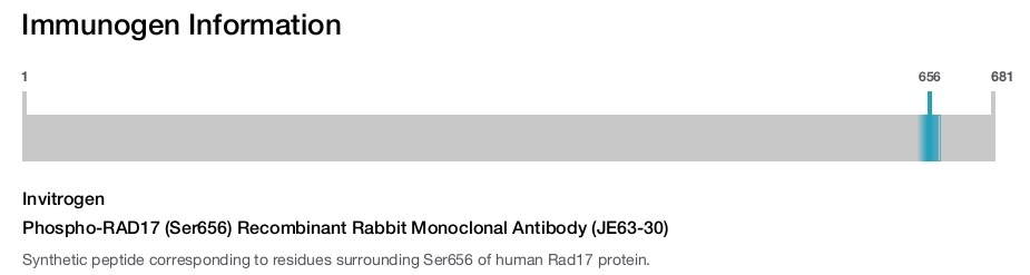 Phospho-RAD17 (Ser656) Recombinant Rabbit Monoclonal Antibody (JE63-30)