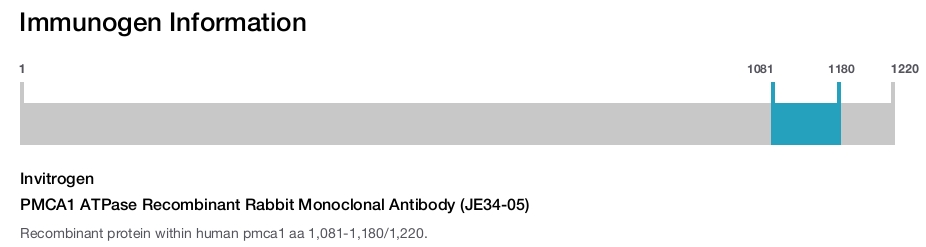 PMCA1 ATPase Recombinant Rabbit Monoclonal Antibody (JE34-05)