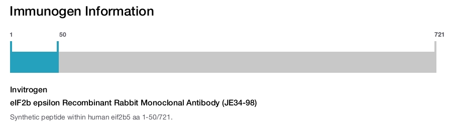 eIF2b epsilon Recombinant Rabbit Monoclonal Antibody (JE34-98)