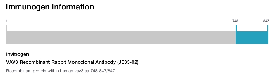 VAV3 Recombinant Rabbit Monoclonal Antibody (JE33-02)