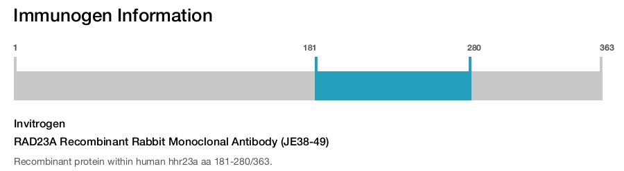 RAD23A Recombinant Rabbit Monoclonal Antibody (JE38-49)