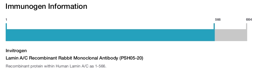 Lamin A/C Recombinant Rabbit Monoclonal Antibody (PSH05-20)