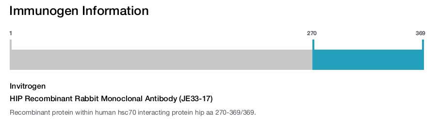 HIP Recombinant Rabbit Monoclonal Antibody (JE33-17)