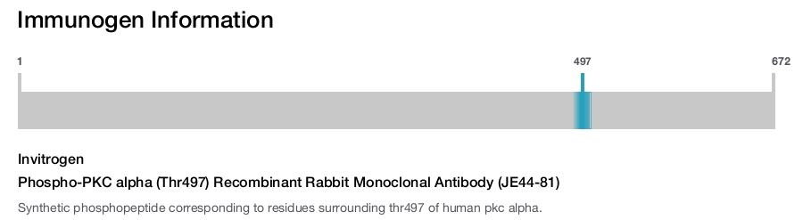 Phospho-PKC alpha (Thr497) Recombinant Rabbit Monoclonal Antibody (JE44-81)