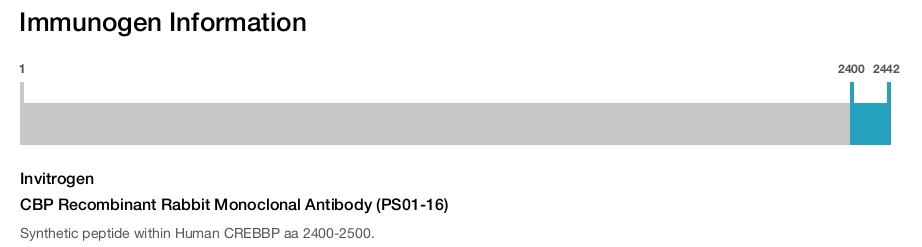 CBP Recombinant Rabbit Monoclonal Antibody (PS01-16)