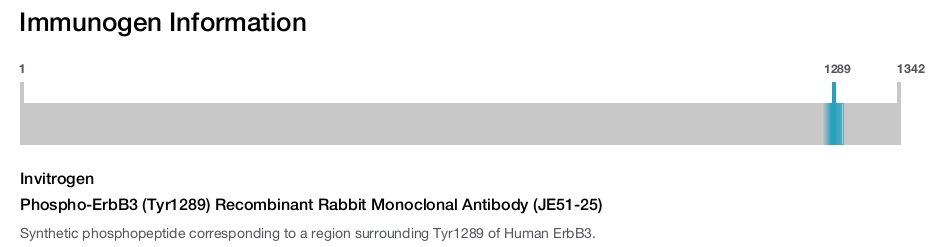 Phospho-ErbB3 (Tyr1289) Recombinant Rabbit Monoclonal Antibody (JE51-25)