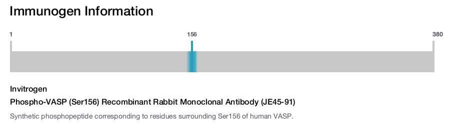 Phospho-VASP (Ser156) Recombinant Rabbit Monoclonal Antibody (JE45-91)