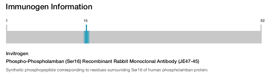 Phospho-Phospholamban (Ser16) Recombinant Rabbit Monoclonal Antibody (JE47-45)