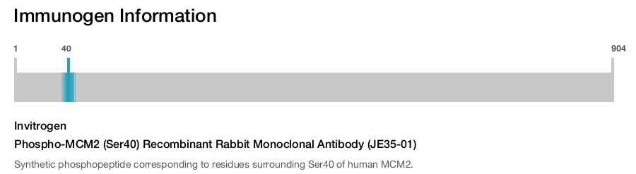 Phospho-MCM2 (Ser40) Recombinant Rabbit Monoclonal Antibody (JE35-01)