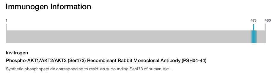 Phospho-AKT1/AKT2/AKT3 (Ser473) Recombinant Rabbit Monoclonal Antibody (PSH04-44)