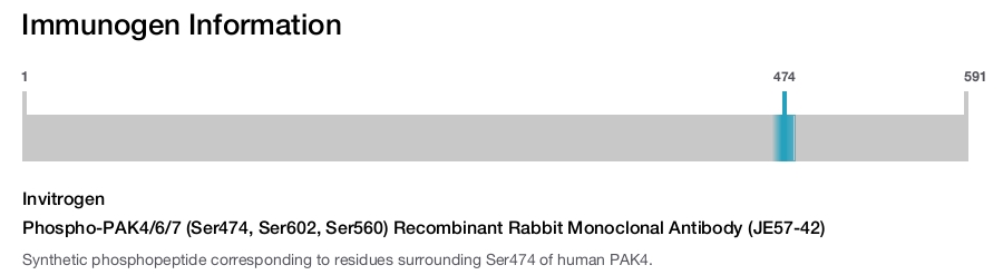 Phospho-PAK4/6/7 (Ser474, Ser602, Ser560) Recombinant Rabbit Monoclonal Antibody (JE57-42)