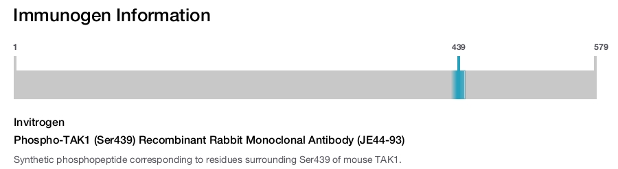 Phospho-TAK1 (Ser439) Recombinant Rabbit Monoclonal Antibody (JE44-93)