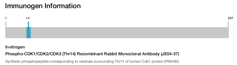 Phospho-CDK1/CDK2/CDK3 (Thr14) Recombinant Rabbit Monoclonal Antibody (JE04-37)