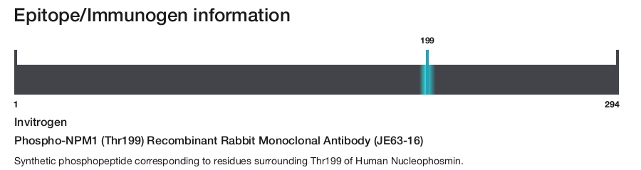 Phospho-NPM1 (Thr199) Recombinant Rabbit Monoclonal Antibody (JE63-16)