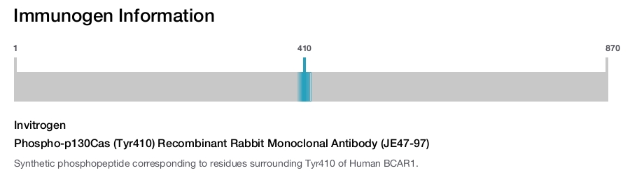 Phospho-p130Cas (Tyr410) Recombinant Rabbit Monoclonal Antibody (JE47-97)