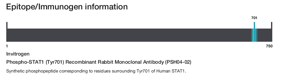 Phospho-STAT1 (Tyr701) Recombinant Rabbit Monoclonal Antibody (PSH04-02)
