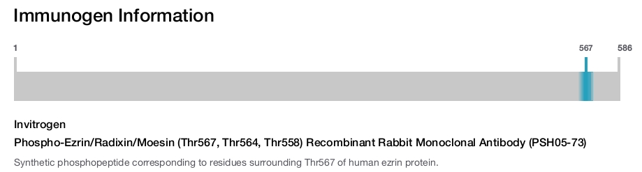 Phospho-Ezrin/Radixin/Moesin (Thr567, Thr564, Thr558) Recombinant Rabbit Monoclonal Antibody (PSH05-73)