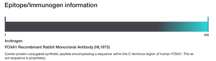 FOXA1 Recombinant Rabbit Monoclonal Antibody (HL1975)