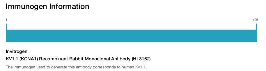KV1.1 (KCNA1) Recombinant Rabbit Monoclonal Antibody (HL3162)