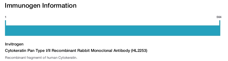 Cytokeratin Pan Type I/II Recombinant Rabbit Monoclonal Antibody (HL2253)