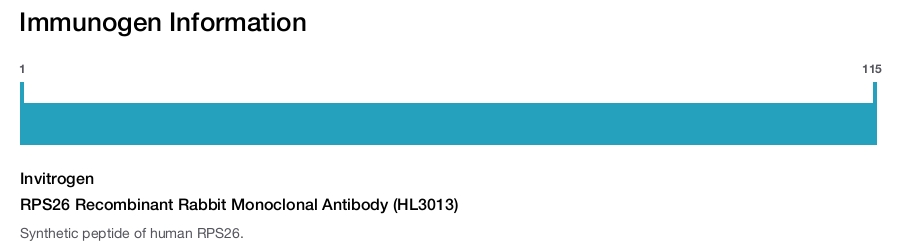 RPS26 Recombinant Rabbit Monoclonal Antibody (HL3013)