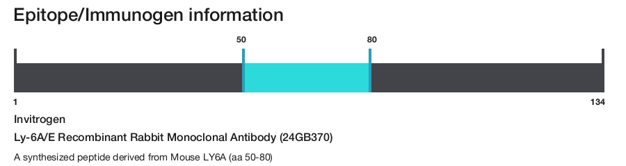 Ly-6A/E Recombinant Rabbit Monoclonal Antibody (24GB370)