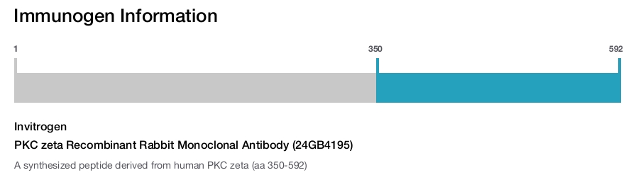 PKC zeta Recombinant Rabbit Monoclonal Antibody (24GB4195)