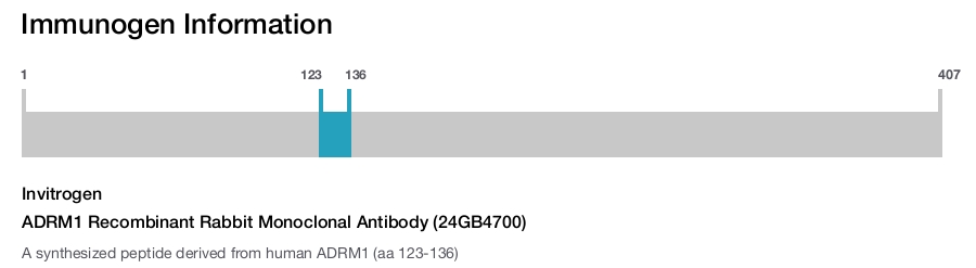 ADRM1 Recombinant Rabbit Monoclonal Antibody (24GB4700)