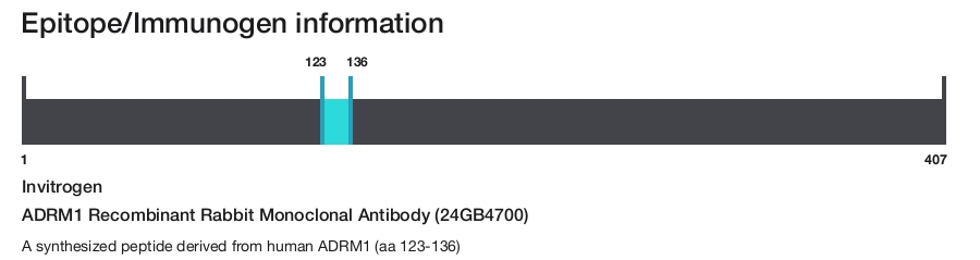 ADRM1 Recombinant Rabbit Monoclonal Antibody (24GB4700)