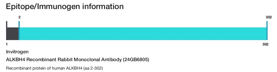 ALKBH4 Recombinant Rabbit Monoclonal Antibody (24GB6805)