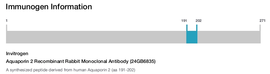 Aquaporin 2 Recombinant Rabbit Monoclonal Antibody (24GB6835)
