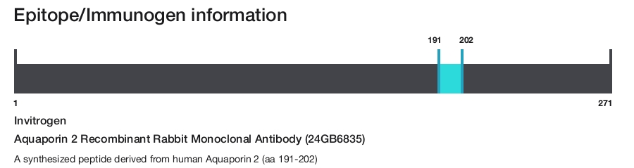 Aquaporin 2 Recombinant Rabbit Monoclonal Antibody (24GB6835)