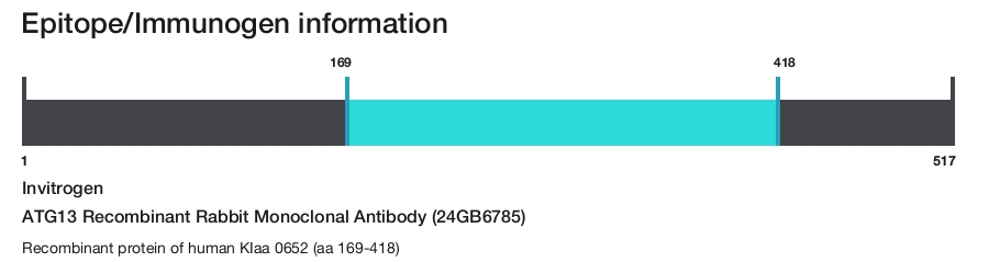 ATG13 Recombinant Rabbit Monoclonal Antibody (24GB6785)