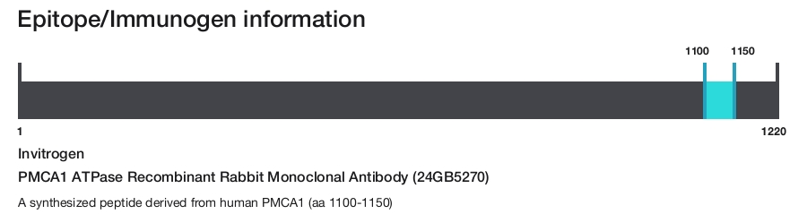 PMCA1 ATPase Recombinant Rabbit Monoclonal Antibody (24GB5270)