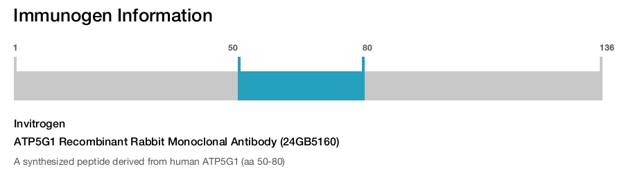 ATP5G1 Recombinant Rabbit Monoclonal Antibody (24GB5160)
