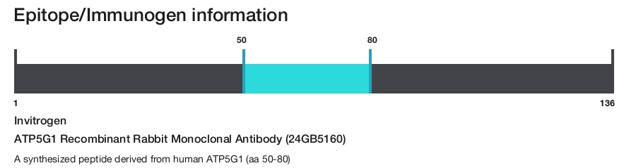 ATP5G1 Recombinant Rabbit Monoclonal Antibody (24GB5160)