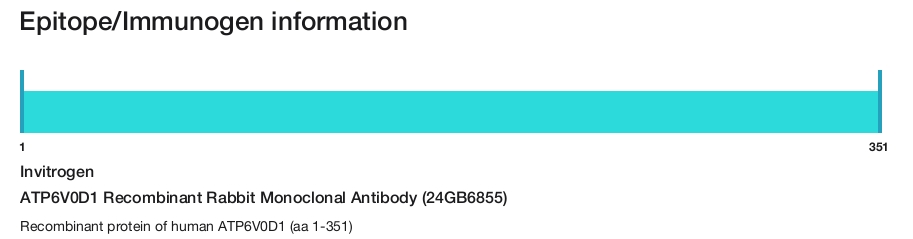 ATP6V0D1 Recombinant Rabbit Monoclonal Antibody (24GB6855)