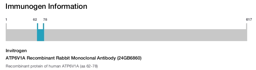 ATP6V1A Recombinant Rabbit Monoclonal Antibody (24GB6860)