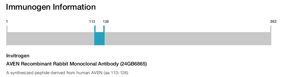 AVEN Recombinant Rabbit Monoclonal Antibody (24GB6865)
