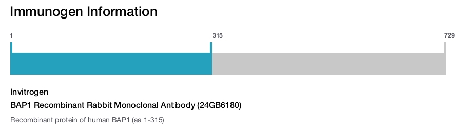 BAP1 Recombinant Rabbit Monoclonal Antibody (24GB6180)