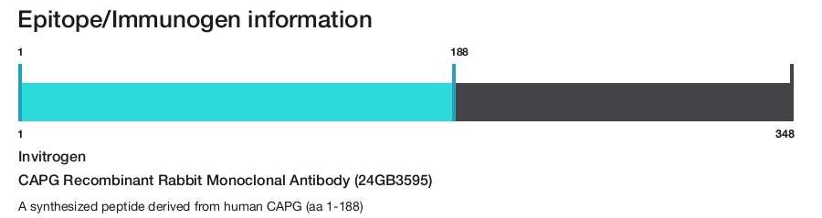 CAPG Recombinant Rabbit Monoclonal Antibody (24GB3595)