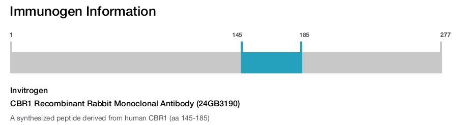 CBR1 Recombinant Rabbit Monoclonal Antibody (24GB3190)