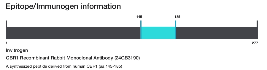CBR1 Recombinant Rabbit Monoclonal Antibody (24GB3190)