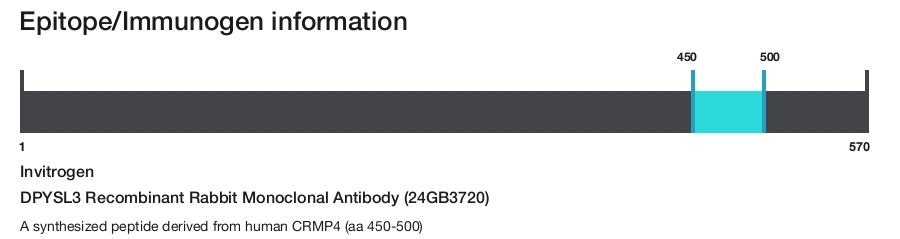 DPYSL3 Recombinant Rabbit Monoclonal Antibody (24GB3720)