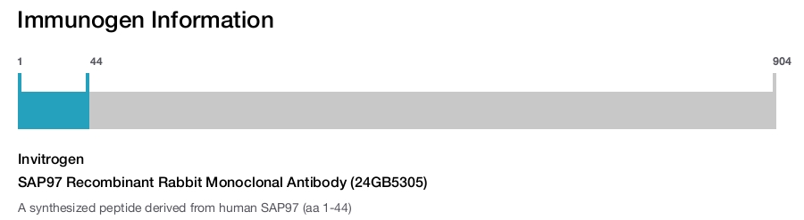SAP97 Recombinant Rabbit Monoclonal Antibody (24GB5305)