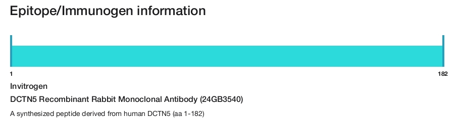 DCTN5 Recombinant Rabbit Monoclonal Antibody (24GB3540)