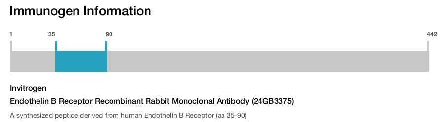 Endothelin B Receptor Recombinant Rabbit Monoclonal Antibody (24GB3375)